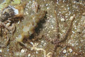 Spurilla (Spurilla neapolitana)