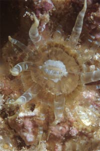 Anemone bruno (Aiptasia mutabilis)