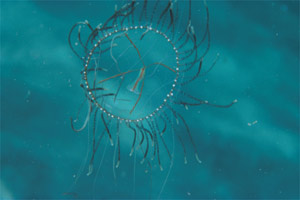 Medusa (Olindias phosphorica)