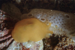 Bertella arancione (Berthella aurantiaca)