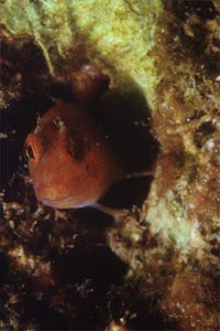 Bavosa cervina (Parablennius zvonimiri)