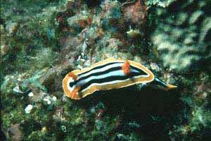 Nudibranchio pigiama (Chromodoris quadricolor)