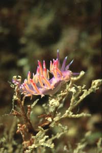 Flabellina rossa (Flabellina ischitana)