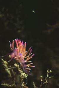 Flabellina rossa (Flabellina ischitana)