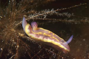 Cromodoride di Brito (Chromodoris britoi)