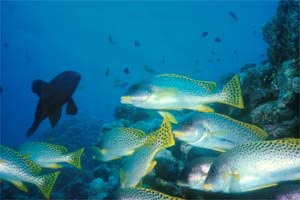 Gaterino tropicale (Plectorhinchus gaterinus)