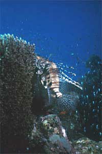 Pesce cobra (Pterois miles)