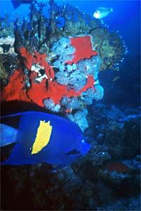 Pesce angelo maculato (Pomacanthus maculosus)