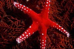 Stella marina di ghardaqa (Fromia ghardaqana)