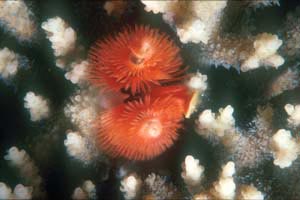 Anellide albero di natale (Spirobranchus sp.)