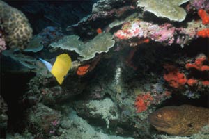 Pesce farfalla (Forcipiger longirostris)