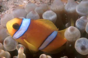 Pesce pagliaccio (Amphiprion bicinctus)