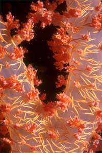 Alcionario (Dendronephthya sp.)