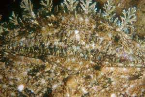 Rana pescatrice (Lophius piscatorius)