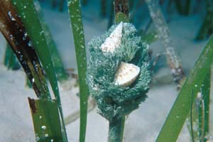 Conchiglie su posidonia (Trochide e ceritide n.d.)