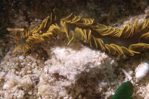 Verme pagaia (Phyllodoce paretti)