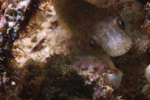 Succiascoglio comune (Lepadogaster candollii)