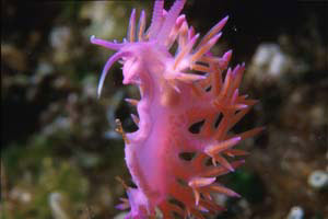 Flabellina rosa (Flabellina affinis)