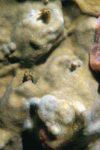 Ghiozzo (Gobius n.d.)