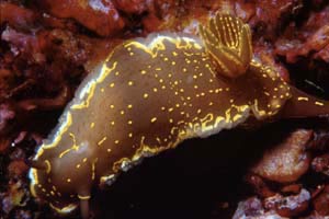 Doride dipinto (Hypselodoris picta)