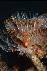 Spirografo (Sabella spallanzanii)