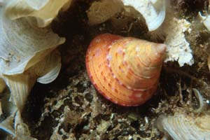 Troco lucente (Calliostoma conulus)