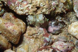 Polpo comune (Octopus vulgaris)