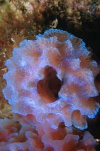 Spugna azzurra dei Caraibi (Callyspongia plicifera)