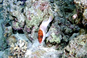 Cernia dal berretto basco (Epinephelus fasciatus)