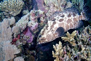Cernia marmorizzata (Epinephelus polyphekadion)