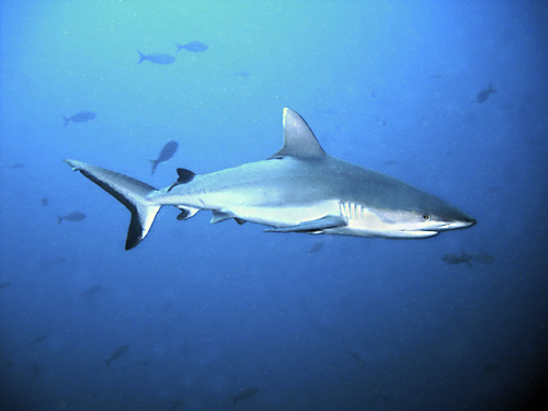 Squalo grigio del reef (Carcharhinus amblyrhynchos)