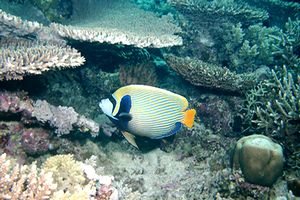 Pesce angelo imperatore (Pomacanthus imperator)