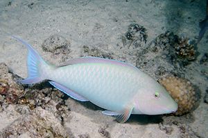 Pappagallo a muso lungo (Hipposcarus harid)