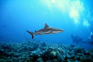 Squalo grigio del reef (Carcharhinus amblyrhynchos)