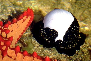 Ovula (Ovula ovum)
