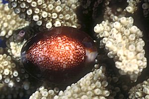 Ciprea testa di serpente (Cypraea caputserpentis)