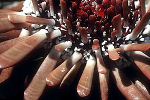 Riccio matita ardesia (Heterocentrotus mammillatus)