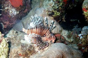 Pesce cobra (Pterois miles)