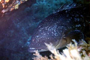 Cernia bruna (Epinephelus marginatus)