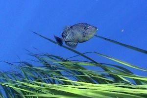 Pesce balestra mediterraneo (Balistes capriscus)