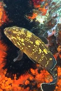 Cernia bruna (Epinephelus marginatus)