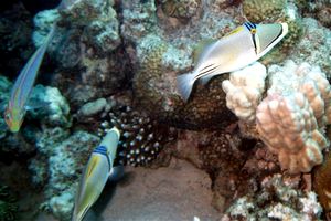 Pesce picasso (Rhinecanthus assasi)