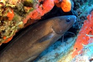 Musdea bianca (Phycis phycis)