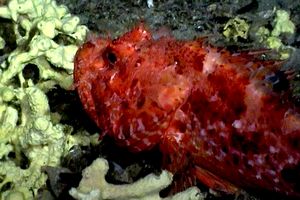 Scorfano rosso (Scorphaena scrofa)