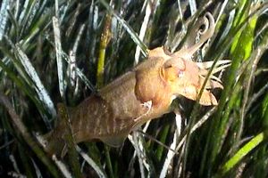 Seppia (Sepia officinalis)