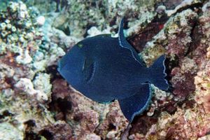 Pesce balestra (Pseudobalistes fuscus)