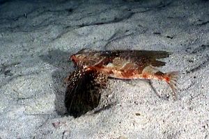 Pesce civetta (Dactylopterus volitans)