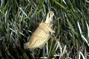 Seppia (Sepia officinalis)