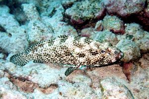 Cernia maculata bruna (Epinephelus tauvina)