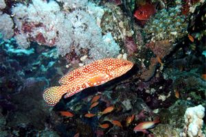 Cernia dalle sei macchie (Cephalopholis sexmaculata)